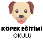 Köpek Eğitimi