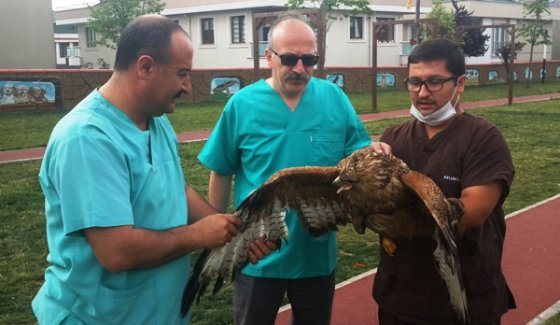 Yaralı şahin özgürlüğe kanat çırptı