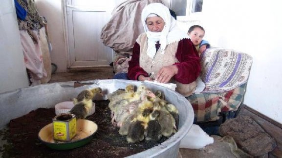 Köylü Kadınların Umudu Kazlar oldu