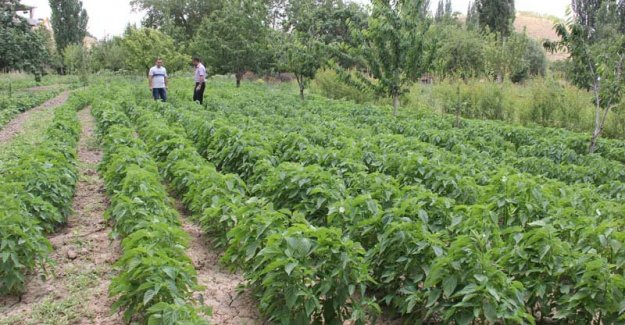 Malatya’da Yetiştirildi Kilogramı 300 lira