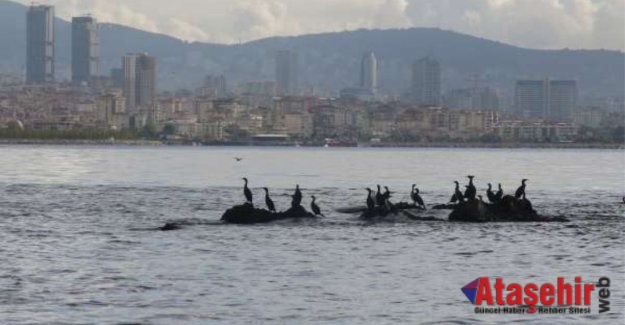 İstanbul’un kayıp adası gün yüzüne çıkartılıyor