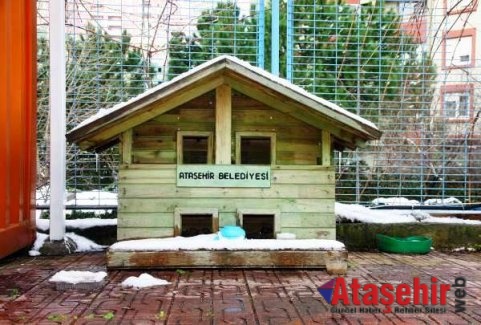 Ataşehir'deki kediler yeni yuvalarına kavuşuyor