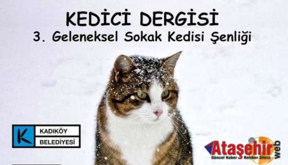 Haydi Kedi Evi Yapmaya!