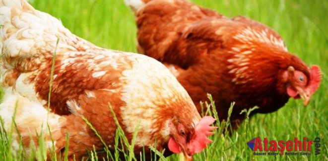 Tavuk yumurtası üretimi 1,4 milyar adet olarak gerçekleşti