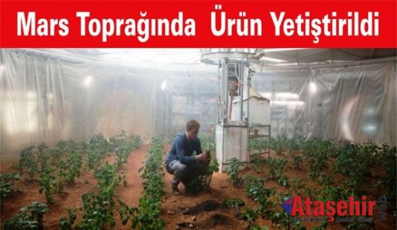 Mars toprağında yetişen ürünler sağlıklı