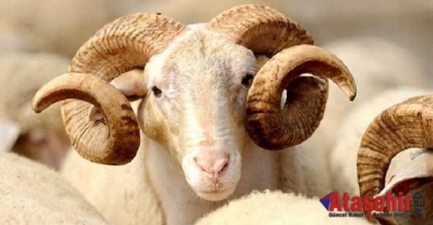 Kurban kesim kursu açıldı