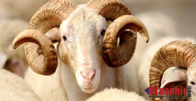 Ataşehir’de Kurban Satış ve Kesim Yerleri