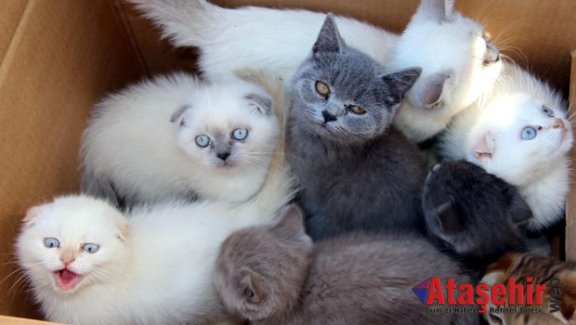 Edirne Gümrük (TASİŞ) den ihale ile kedi satışı!