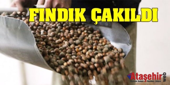 Fındığın fiyatı 11 TL'ye düştü