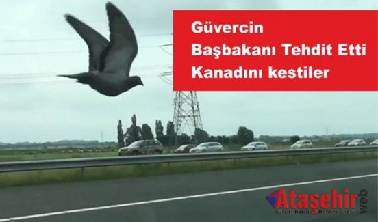 Güvercin Başbakanı Tehtit Etti, Kanadını Kestiler