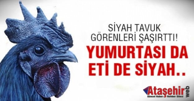 Eti ve Yumurtası Siyah Kara Tavuk, Ayam Cemani