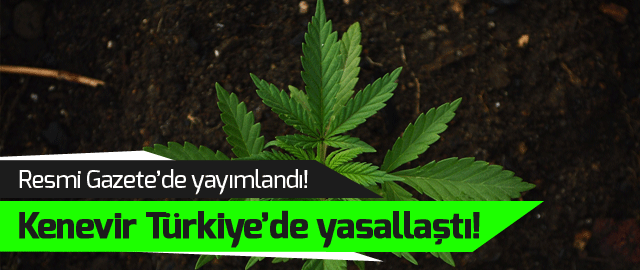 Kenevir Ekimi 19 ilde yasallaştı