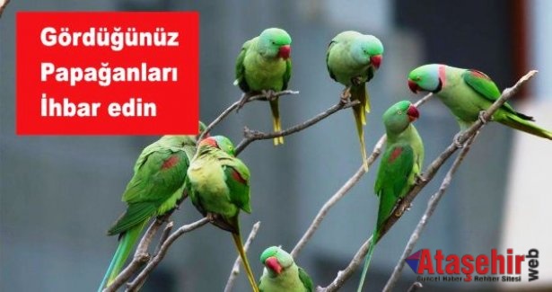 Papağanları Gördüğünüz Yerde ihbar edin