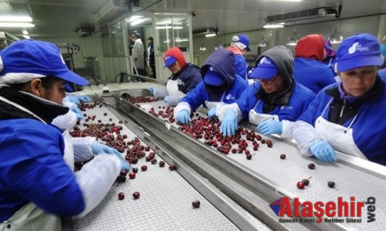 Türk kirazı ve üzümü Almanya’dan Avrupa’ya açılacak