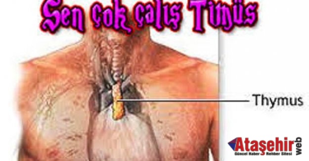 Mucize Organ, Timüs Bezi