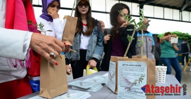 HAYDARPAŞA’DA ZEYTİN FİDANI DAĞITILDI