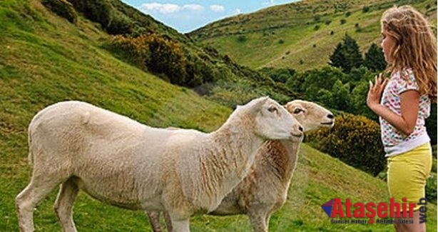 Çocuklar kurban kesimini görmeli mi?