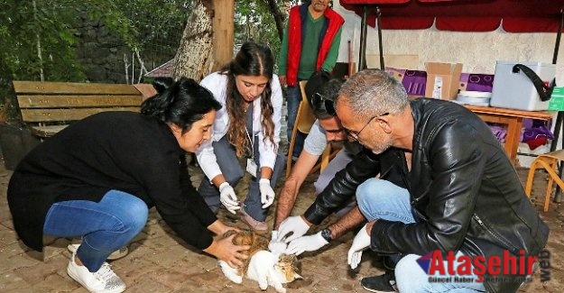 ATAŞEHİR'DE SOKAK HAYVANLARI AŞILANIYOR