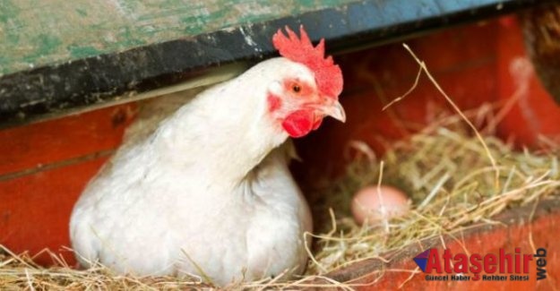 Bu Tavuklar kanser ilacı yumurtluyor!