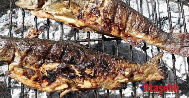 BALIĞIN KILÇIĞI, KUYRUĞU VE KAFASI ÇOK FAYDALI