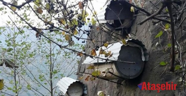 Karadeniz'de Geleneksel Arıcılık Tükenmek Üzere