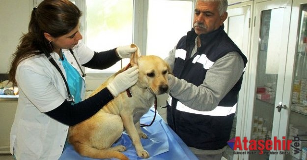 ATAŞEHİR'DE 1 YILDA 6 BİNDEN FAZLA CAN DOSTUMUZ TEDAVİ EDİLDİ