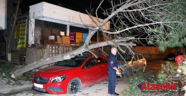 Ataşehir'de Ağaç lüks otomobilin üzerine devrildi