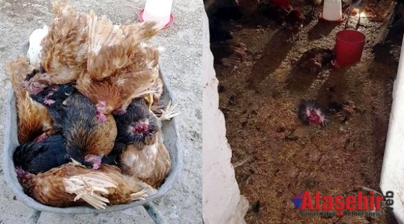 Ataşehir'de Sansar katliam yaptı
