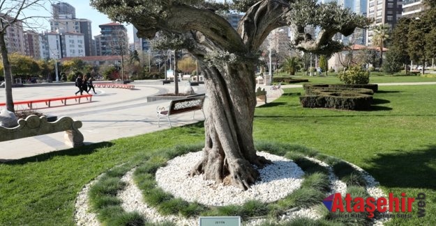 KONUŞAN AĞAÇLAR PROJESİ
