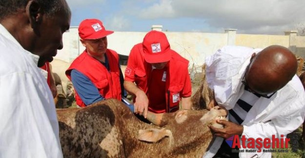 Türkiye’de ve Dört Kıtada Kurban Kesimleri Başladı