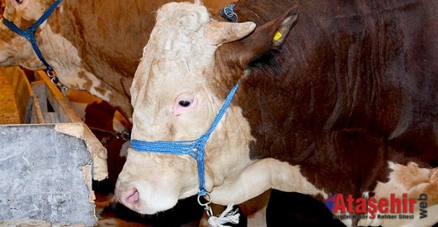Kurban kesimi uzman kasaplar tarafından yapılmalı