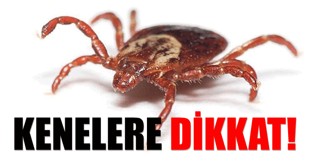 Aile Hekimleri Kenelere Karşı Uyarıyor