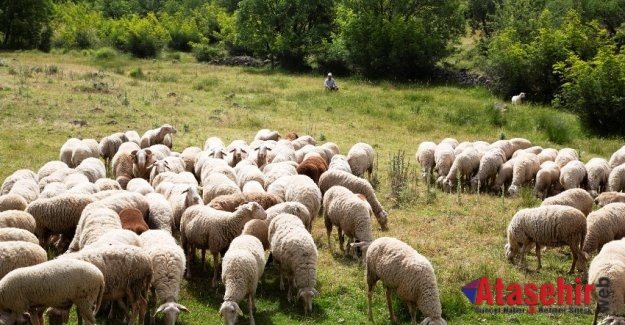 Balıkesir Kuzu Eti Tescillendi