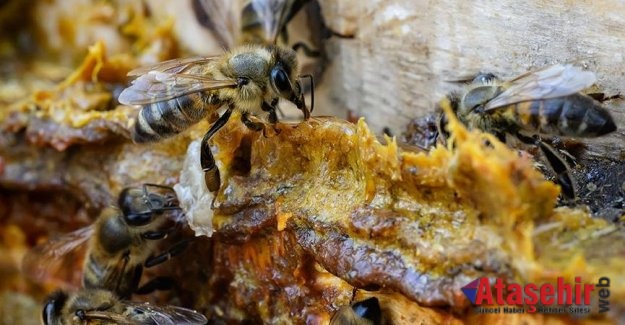 Bal ve Propolis