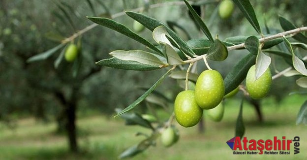 Zeytin ağaçlan nasıl ortaya çıkıyor?