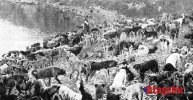 80 BİN KÖPEĞİN ÖLÜME TERK EDİLDİĞİ ADA