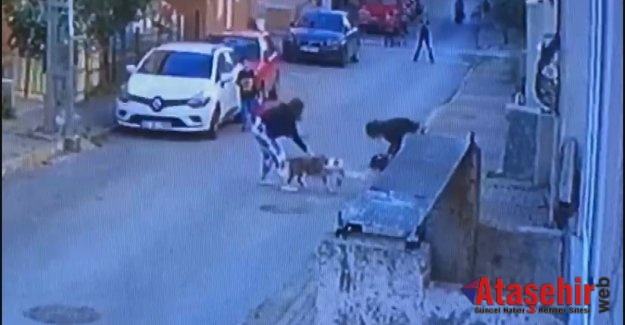 Ataşehir'de pitbull dehşeti