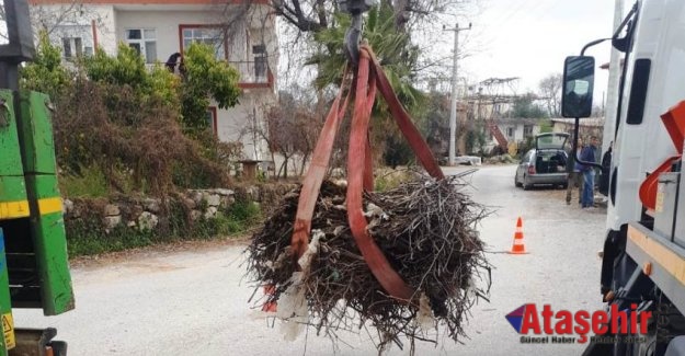 Leylekler koruma altında