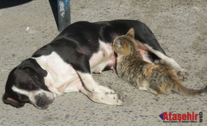 Anneleri ölen kedileri 'Fındık' adlı köpek emziriyor