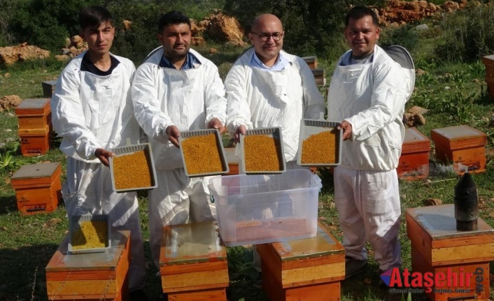 Polende hasat başladı