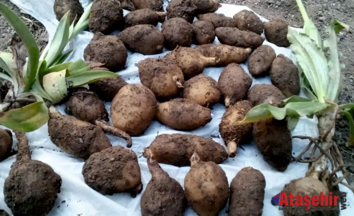 Salep soğanlarını söken 2 kişiye toplam 488 bin 630 TL ceza kesildi