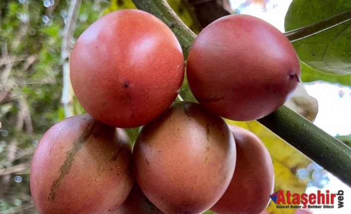 Tamarillo