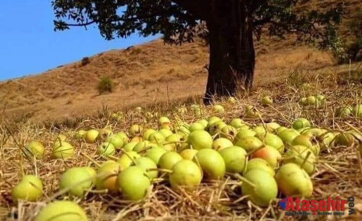 Ahlat 