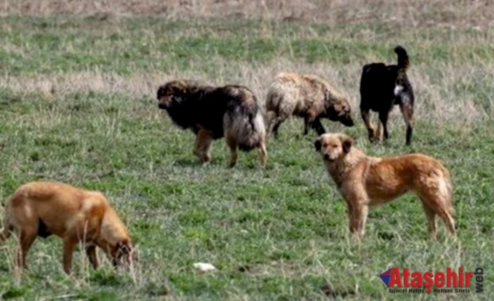 BAŞIBOŞ KÖPEK DÜZENLEMESİ GELİYOR