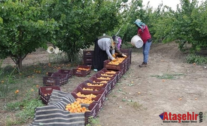Hatay'da kayısı hasadı başladı