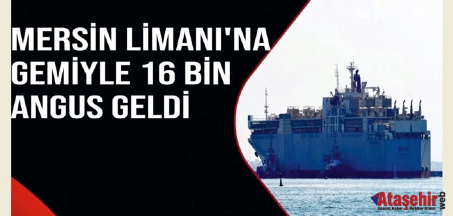 Mersin Limanı'na 16 bin angus geldi
