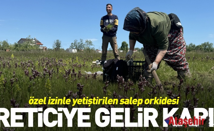 Salep orkidesi üreticisine gelir kapısı oldu