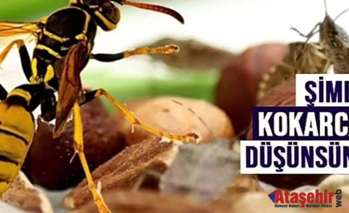 SAMURAY ARILAR DOĞAYA SALINACAK!