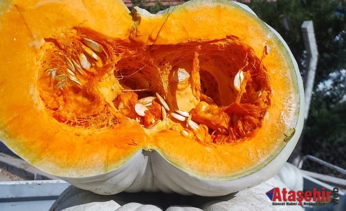 Balkız, Cinsi Bal Kabağı Tadıyla ilgi görüyor 