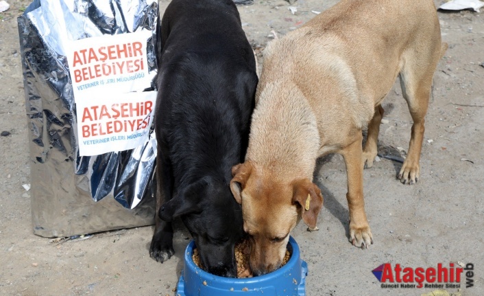 ATAŞEHİR BELEDİYESİ, SAHİPLENİLEN SOKAK KÖPEKLERİNİN AŞI VE MAMA İHTİYAÇLARINI KARŞILAYACAK